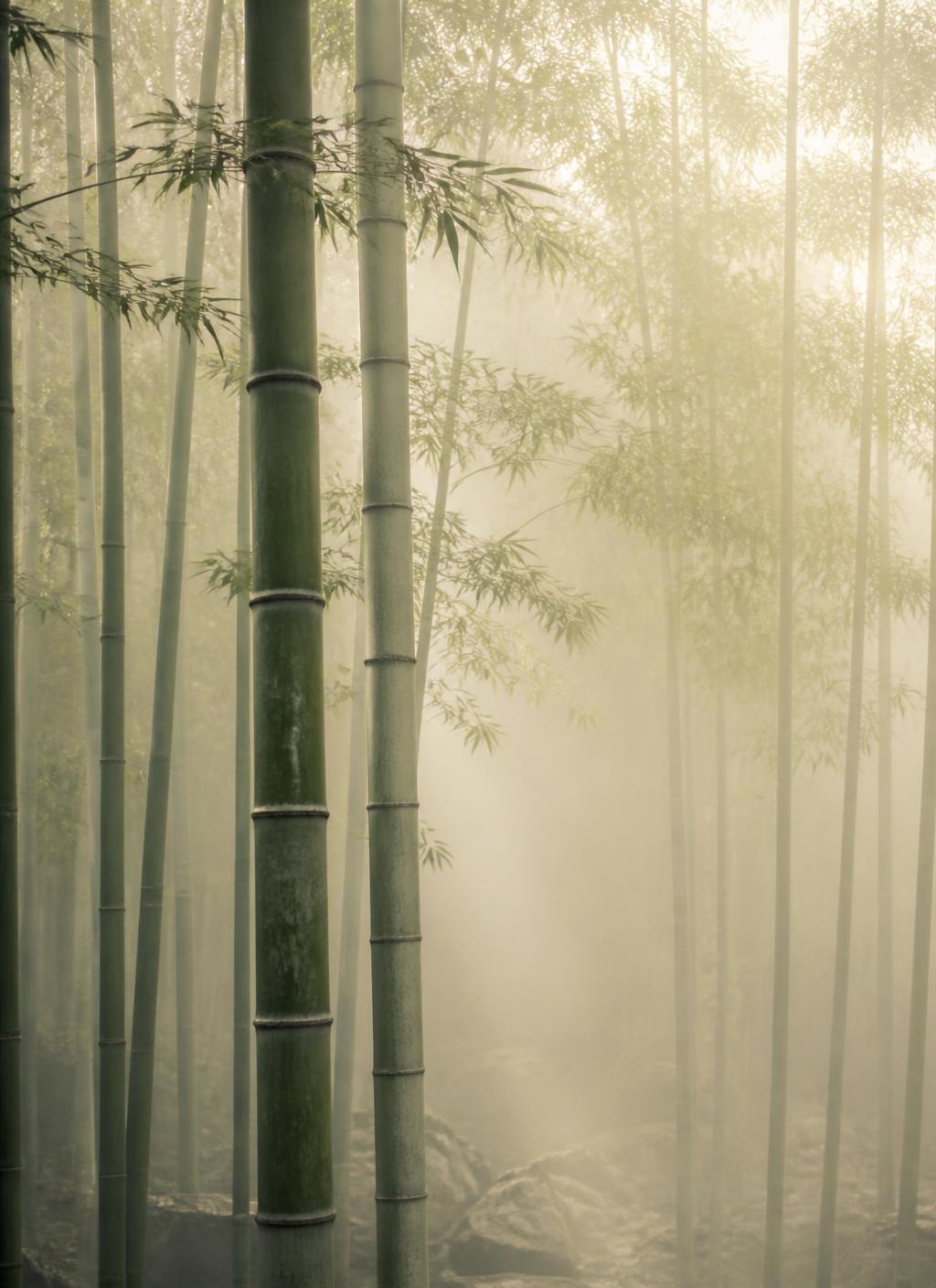 Misty Japanese bamboo forest in soft light